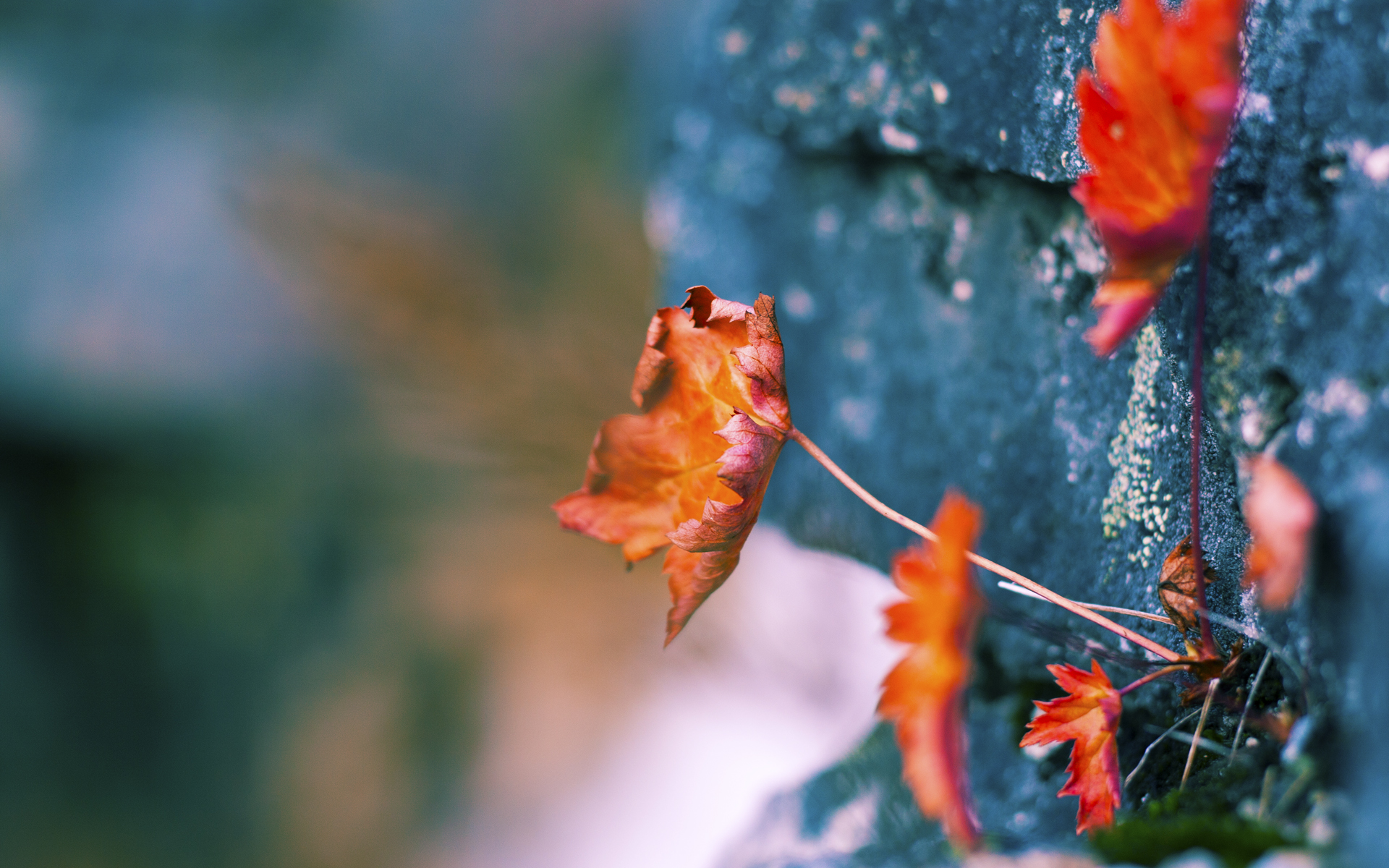 朱婷现身大学讲座鼓励热爱体育，朱婷接受采访视频2020