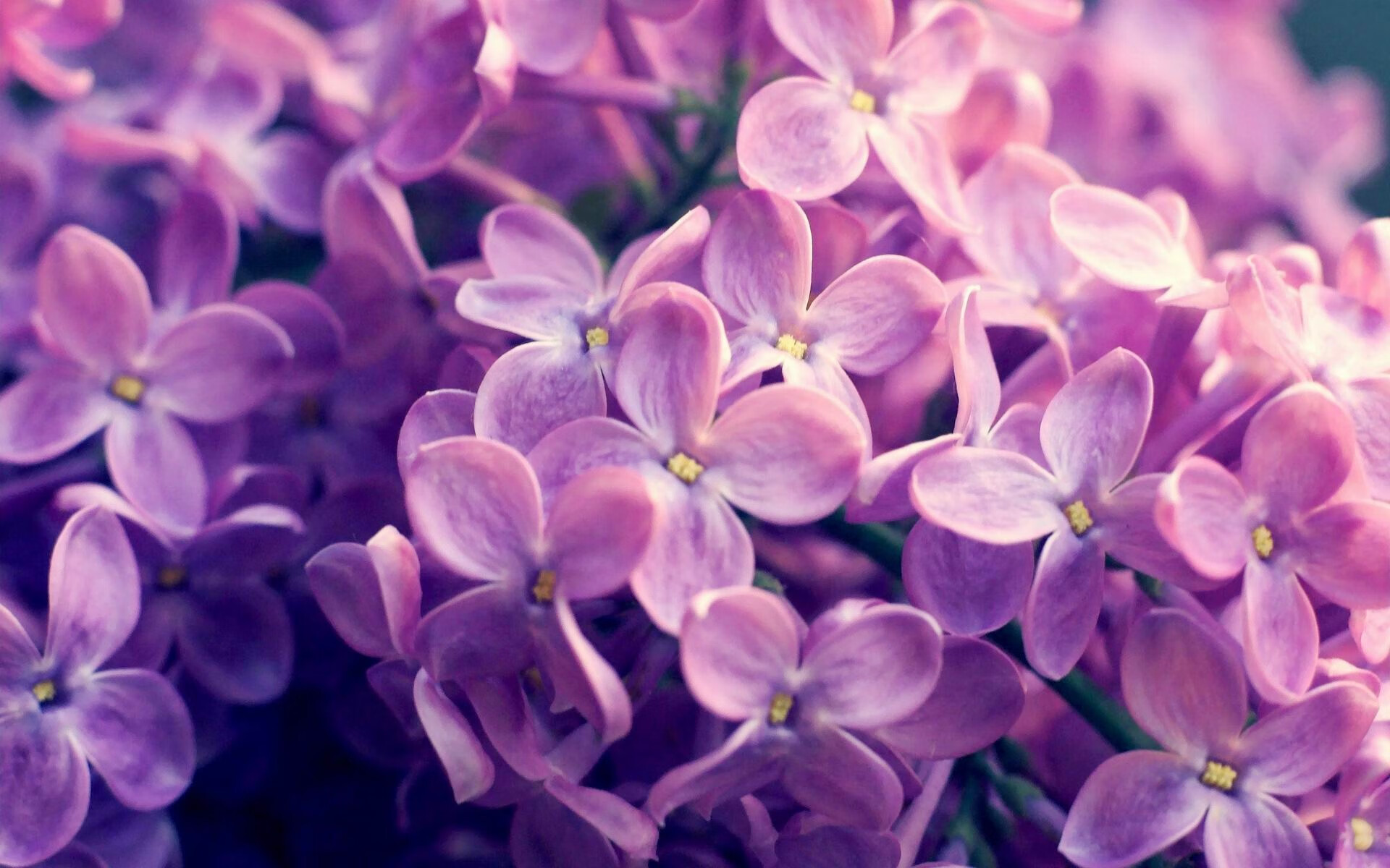 美洲杯激情夜晚：明星闪耀，荣耀加冕，美洲杯锦集