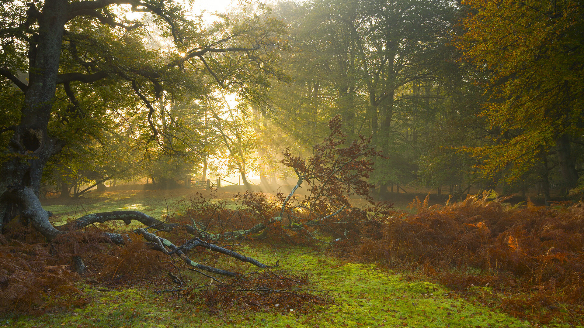 熊猫体育app下载-蛙泳技术见长 普里戈达游出节奏感